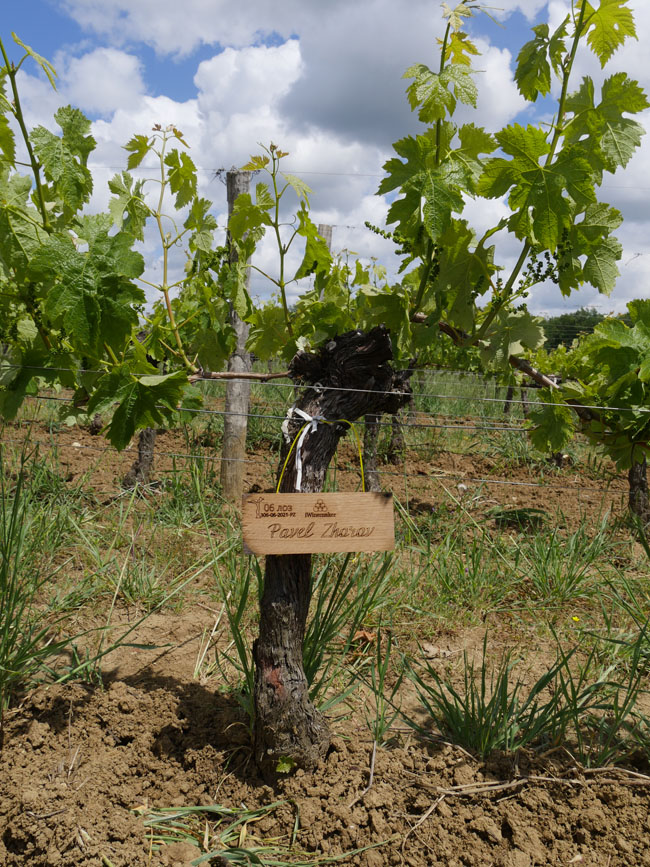 Виноградник на урожай